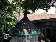 -日惹苏丹皇宫