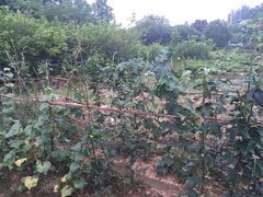 -天目湖刘老四农庄