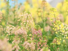 -中国天府农业博览园