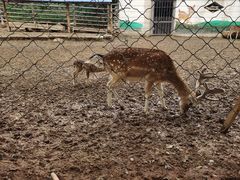 -青藏高原野生动物园