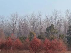 -合肥滨湖国家森林公园