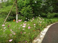 -桤木河湿地公园