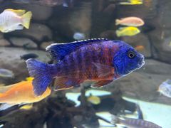 -上海海洋水族馆