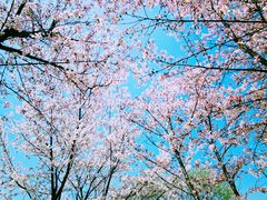 -径山花海