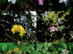 -南宁良凤江国家森林公园