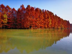 -上海海湾国家森林公园