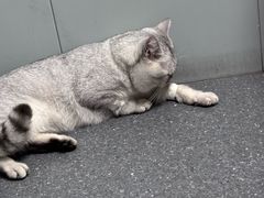 -伟伟宠物医院·CT影像中心·瑞派犬猫综合性门诊(汉口总院)