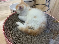 -屋虎猫馆(宝安大仟里店)