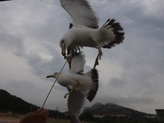 -海驴岛(荣成市)