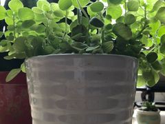 -秦美花卉(天朗·莱茵小城2期店)