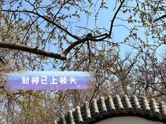 -桃花堤公园