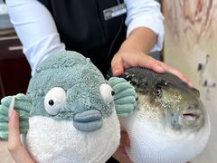 -鲐赏河豚(长寿店)