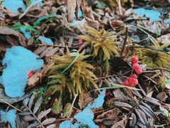 -太子岭滑雪场