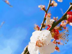 -呀路古热带植物园