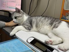 -创凡宠物医院·骨专科  猫科中心(西乡分院)