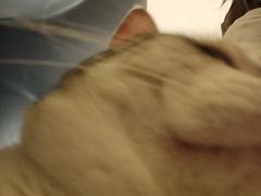 -平行世界·猫咖(首经贸店)
