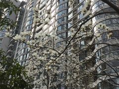 -新湖明珠城