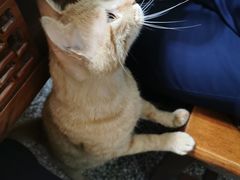 -陈有良尖椒鸡(渝中旗舰店)
