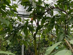 -歌斐颂巧克力小镇