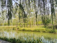 -合肥滨湖国家森林公园