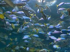 -上海海洋水族馆