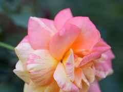 -共青国家森林公园-售票处