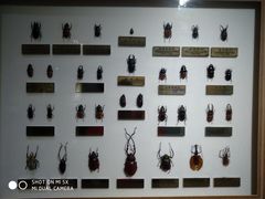 -上海昆虫博物馆