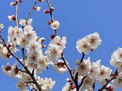 -香雪海
