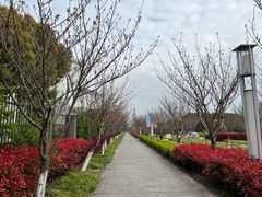 -高东镇樱花园