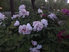 -文瀛公园