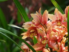 -中国科学院华南植物园