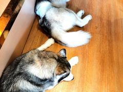 -Husky Go! 哈士奇体验馆·宠物咖啡厅狗咖