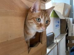 -Cappucimeow猫咪咖啡馆(韦伯时代店)