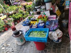 -曲阳花鸟市场(曲阳路店)