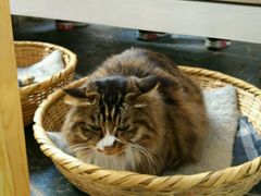 android_upload_pic-Anne猫窝咖啡屋