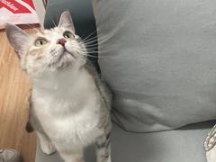 -萌兽医馆·犬猫专科·眼科中心·宠物医院(朝阳门分院)