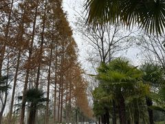 -合肥滨湖国家森林公园