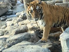 -北京野生动物园