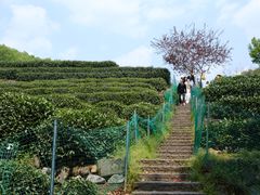 -阿巧茶庄