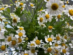 -循礼门鲜花花市(武汉循礼门店)