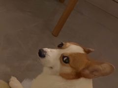 -帕帕拉兹宠物(亚洲旗舰店)