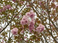 -重庆平顶山公园