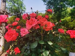 -呼吸森林·生态农庄农家乐私房菜