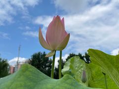 -莲花池公园
