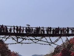 -贵州百里杜鹃风景名胜区