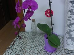 -FEI FEI FLOWER鲜花店·气球派对·宝宝宴布置(虹口德必运动Loft店)
