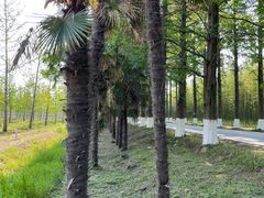 -黄海国家森林公园