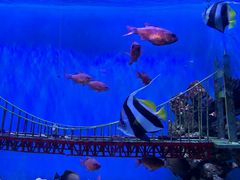 -太平洋海底世界