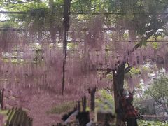 -嘉定紫藤园