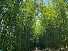 -广东茂名森林公园
